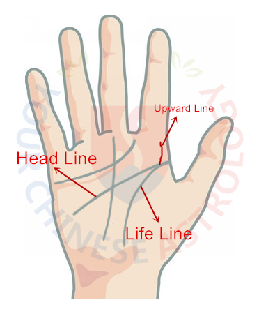 Upward Line at the Beginning of Life and Head Line