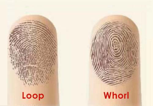 fingerprint-palmistry-whorl-and-loop-patterns-meaning-and-personality