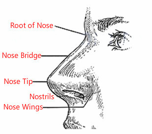 Nose Shape Chart