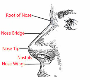 Face Reading Nose: Nose Tip, Bridge, Wings, Nostrils