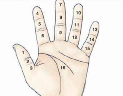 Space Between Thumb And Index Finger In Palmistry | Palmistry, Palm  reading, Health fitness motivation